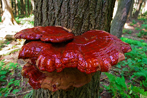 10 Reasons Why You Need to Make Room for the God of Fungi in Your Backyard