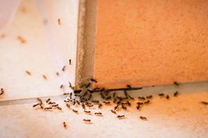 15 Simple Solutions to Help You Get Rid of Ants