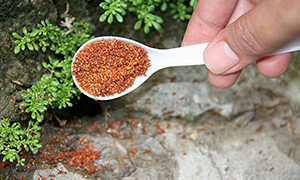 15 Simple Solutions to Help You Get Rid of Ants