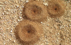 15 Simple Solutions to Help You Get Rid of Ants