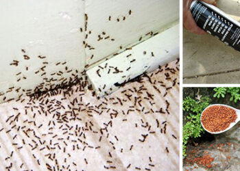 15 Simple Solutions to Help You Get Rid of Ants