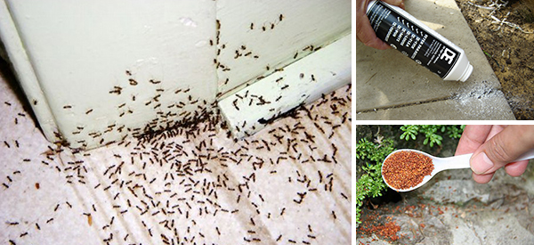 15 Simple Solutions to Help You Get Rid of Ants