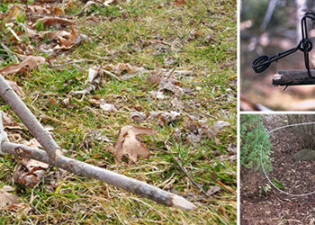 5 Traps to Catch Animals While You Sleep