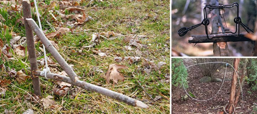 5 armadilhas para pegar animais enquanto você dorme
