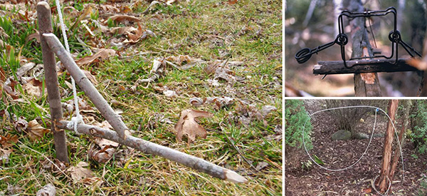 5 Traps to Catch Animals While You Sleep