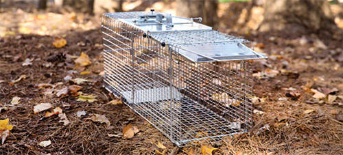 5 Traps to Catch Animals While You Sleep - Ask a Prepper