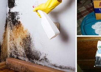 6 Easy Ways To Remove Mold Naturally
