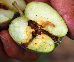 All-Natural Fruit Tree Bait for Insects It Works!