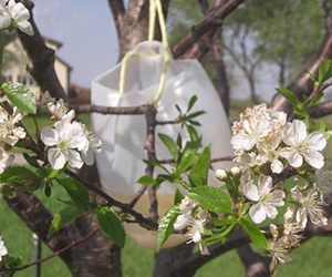 All-Natural Fruit Tree Bait for Insects It Works!