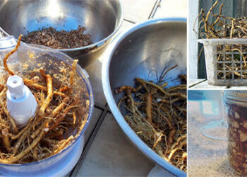 Harvesting and Using Dandelion Roots – The Natural Detoxifier