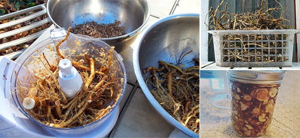 Harvesting and Using Dandelion Roots – The Natural Detoxifier