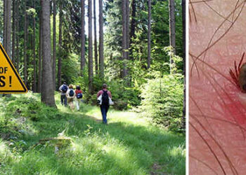 Have You Seen This New Deadly Species Of Tick In Your Backyard Yet