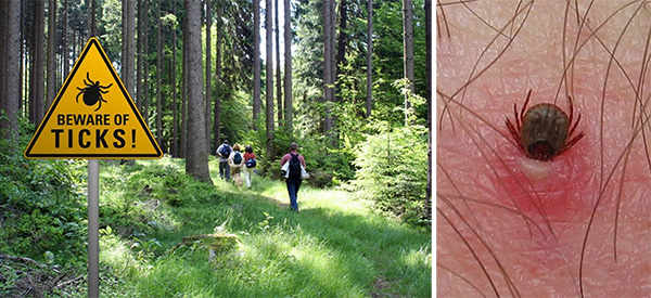 Have You Seen This New Deadly Species Of Tick In Your Backyard Yet