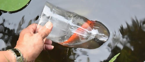 How To Catch Fish With A Bottle
