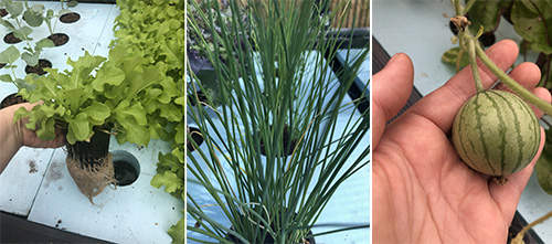 How To Make A Year-Round Self-Sustaining Garden