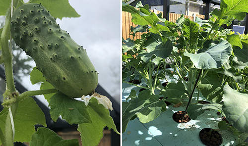 How To Make A Year-Round Self-Sustaining Garden