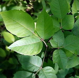 The Best Natural Treatments for Poison Ivy and Poison Oak