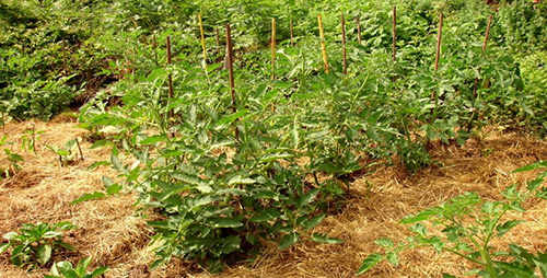The Ruth Stout No-Work Gardening Method