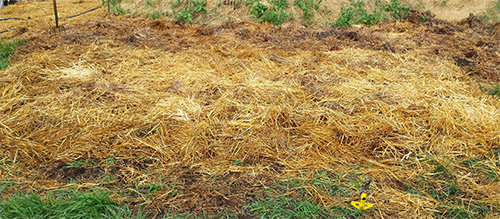 The Ruth Stout No-Work Gardening Method