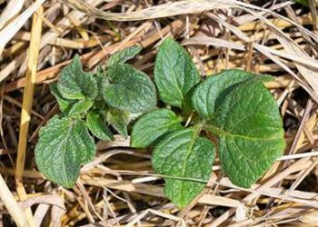 The Ruth Stout No-Work Gardening Method