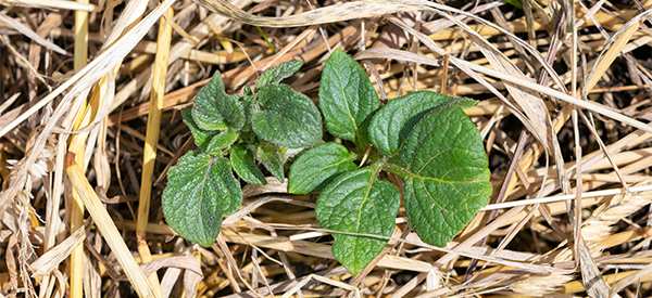 The Ruth Stout No-Work Gardening Method