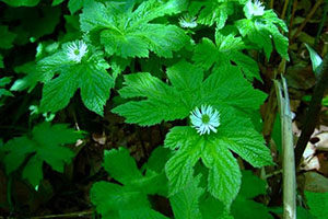 10 Most Powerful Medicinal Plants Used by Cherokees