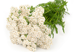 10 Most Powerful Medicinal Plants Used by Cherokees