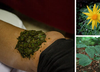 10 Most Powerful Medicinal Plants Used by Cherokees