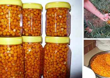 20 Reasons Why You Should Add Sea Buckthorn to Your Pantry