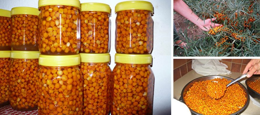 20 Reasons Why You Should Add Sea Buckthorn to Your Pantry