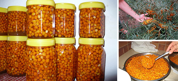 20 Reasons Why You Should Add Sea Buckthorn to Your Pantry