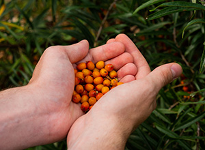 20 Reasons Why You Should Add Sea Buckthorn to Your Pantry