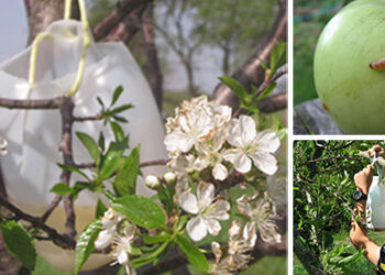 All-Natural Fruit Tree Bait for Insects It Works!