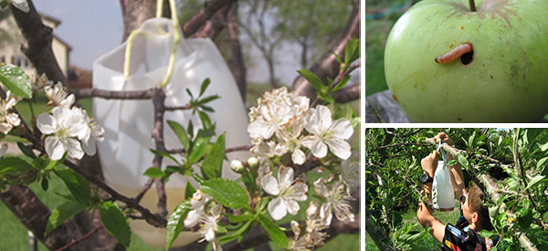 All-Natural Fruit Tree Bait for Insects It Works!