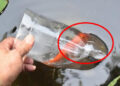 How To Catch Fish With A Bottle