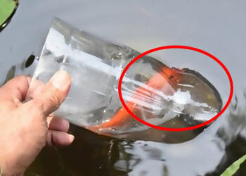 How To Catch Fish With A Bottle