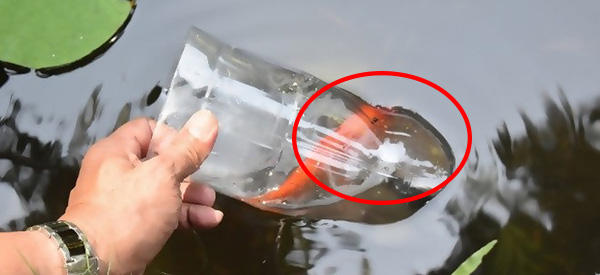 How To Catch Fish With A Bottle