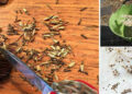 How to Harvest Your Own Seed from Garden Plants