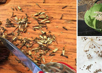How to Harvest Your Own Seed from Garden Plants