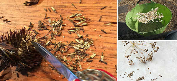 How to Harvest Your Own Seed from Garden Plants