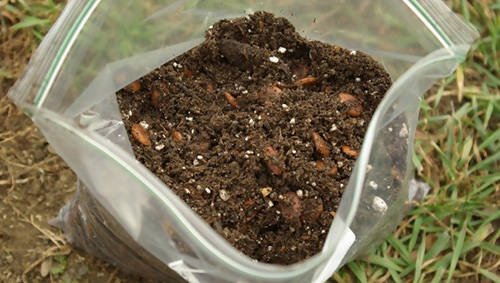 How to Harvest Your Own Seed from Garden Plants