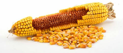 How to Harvest Your Own Seed from Garden Plants