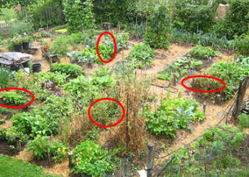 The 24 Highest Calorie Vegetables for Your Survival Garden