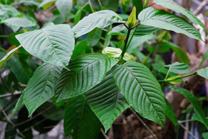 How to Identify and Use Kratom – the Painkilling Plant that Substitutes Opioids