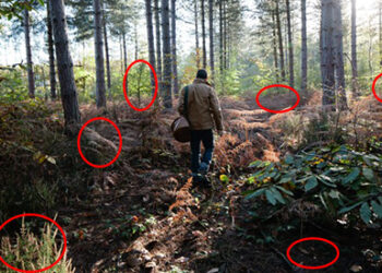 52 Plants In The Wild You Can Eat