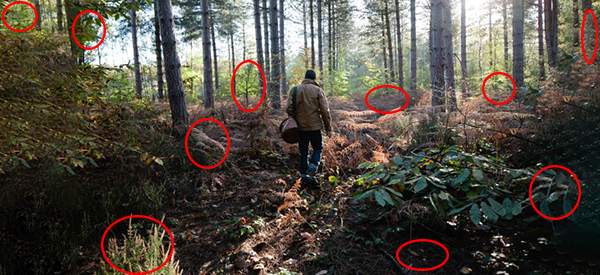 52 Plants In The Wild You Can Eat