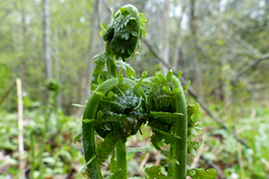 52 Plants In The Wild You Can Eat