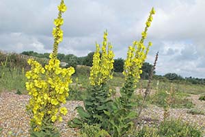 52 Plants In The Wild You Can Eat