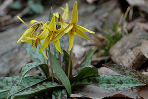 52 Plants In The Wild You Can Eat