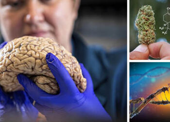 Study: THC Removes Toxic Protein that Causes Alzheimer’s From the Brain